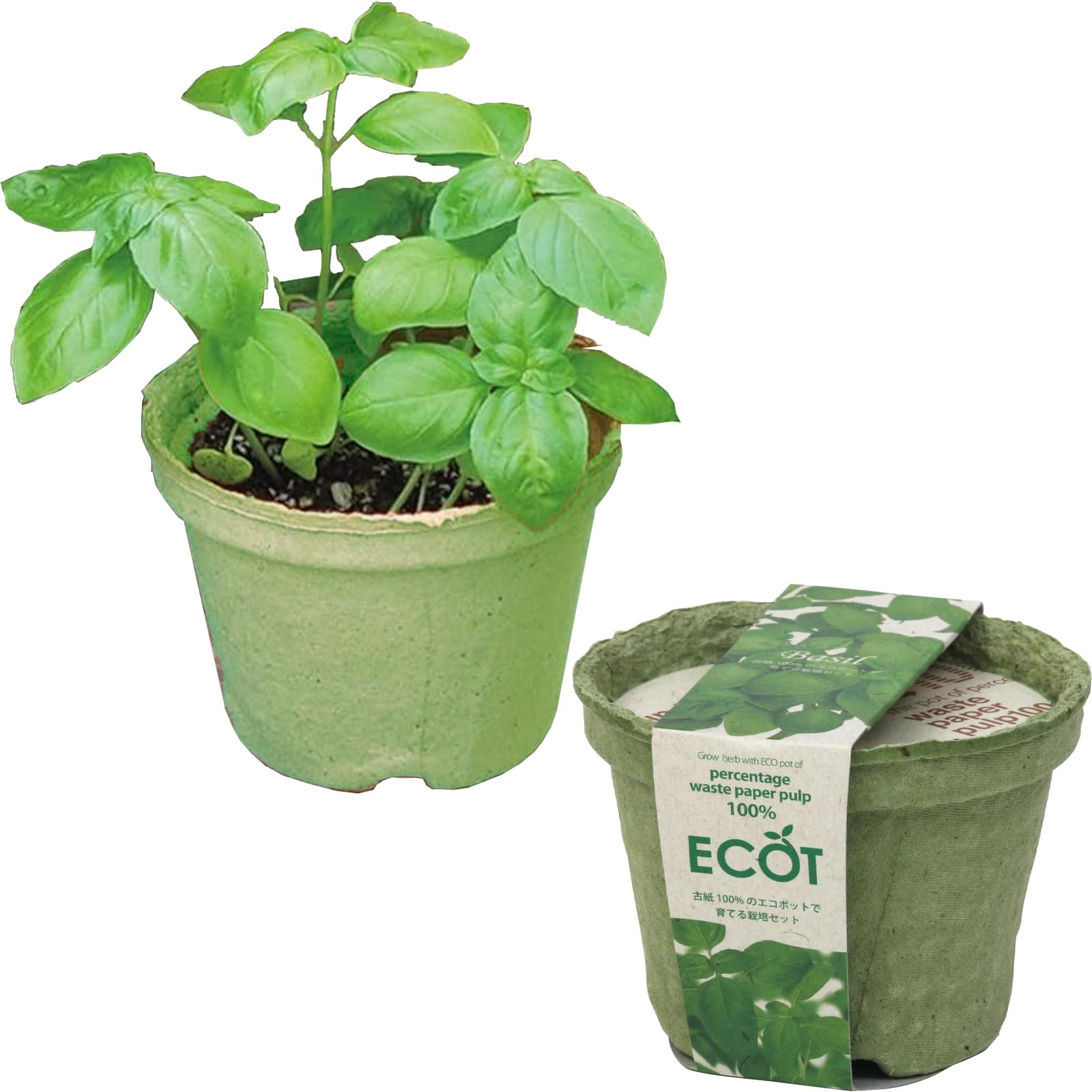 Amazon.co.jp: 聖新陶芸 家庭菜園 簡単 栽培キット バジル 室内 香草